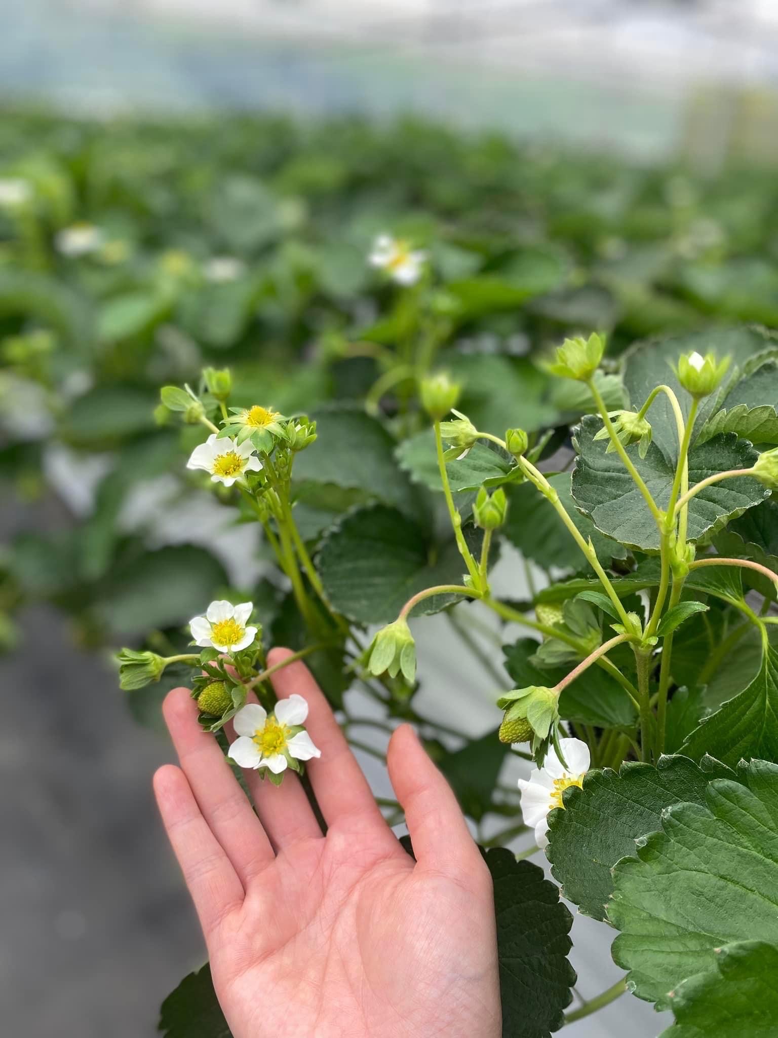 Vườn dâu công nghệ cao Berry Valley